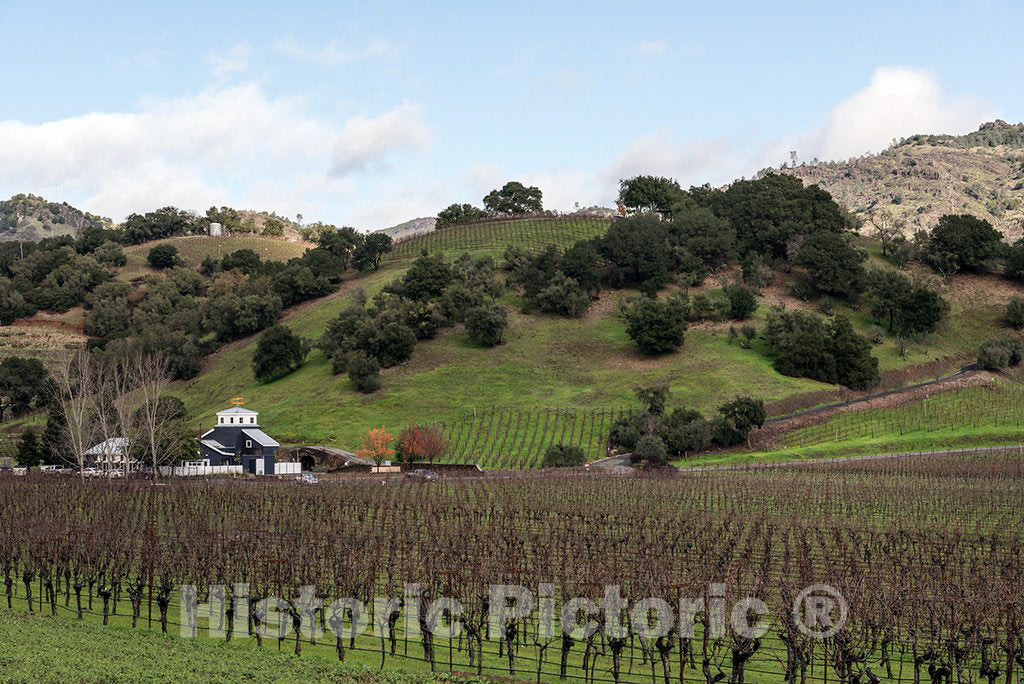 Photo - Vineyard in Napa Valley, California- Fine Art Photo Reporduction