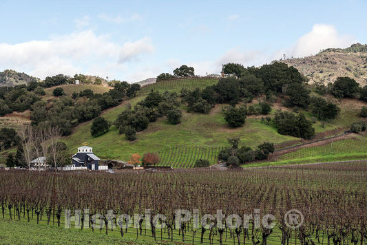 Photo - Vineyard in Napa Valley, California- Fine Art Photo Reporduction