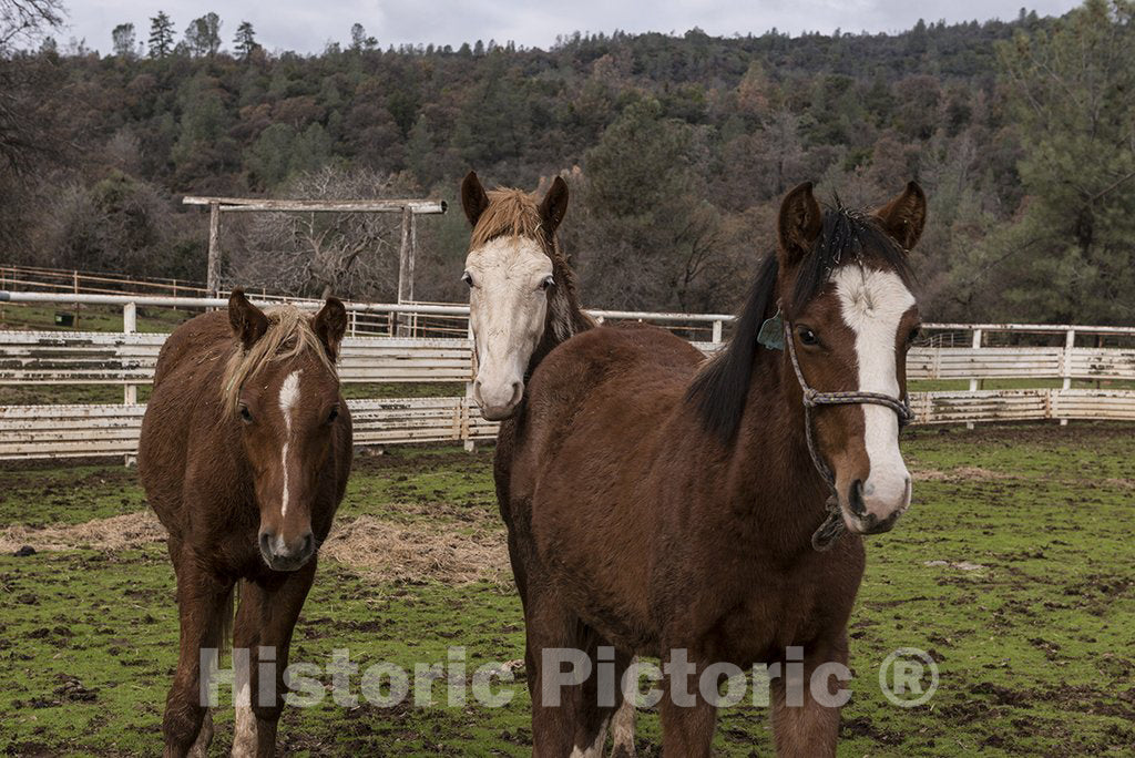 California Photo - Some of The Hundreds of Wild Horses at The Wild Horse Sanctuary South of The Little Town of Shingletown, East of Redding, California