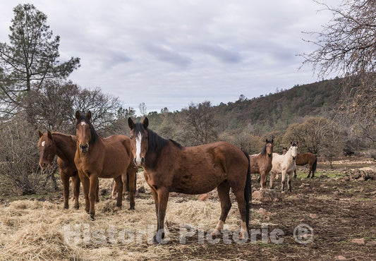 Shingletown, CA Photo - Some of The Hundreds of Wild Horses at The Wild Horse Sanctuary-