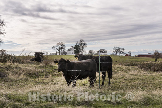 California Photo - Curious Cows Along County Road A6, South of Shingletown, California