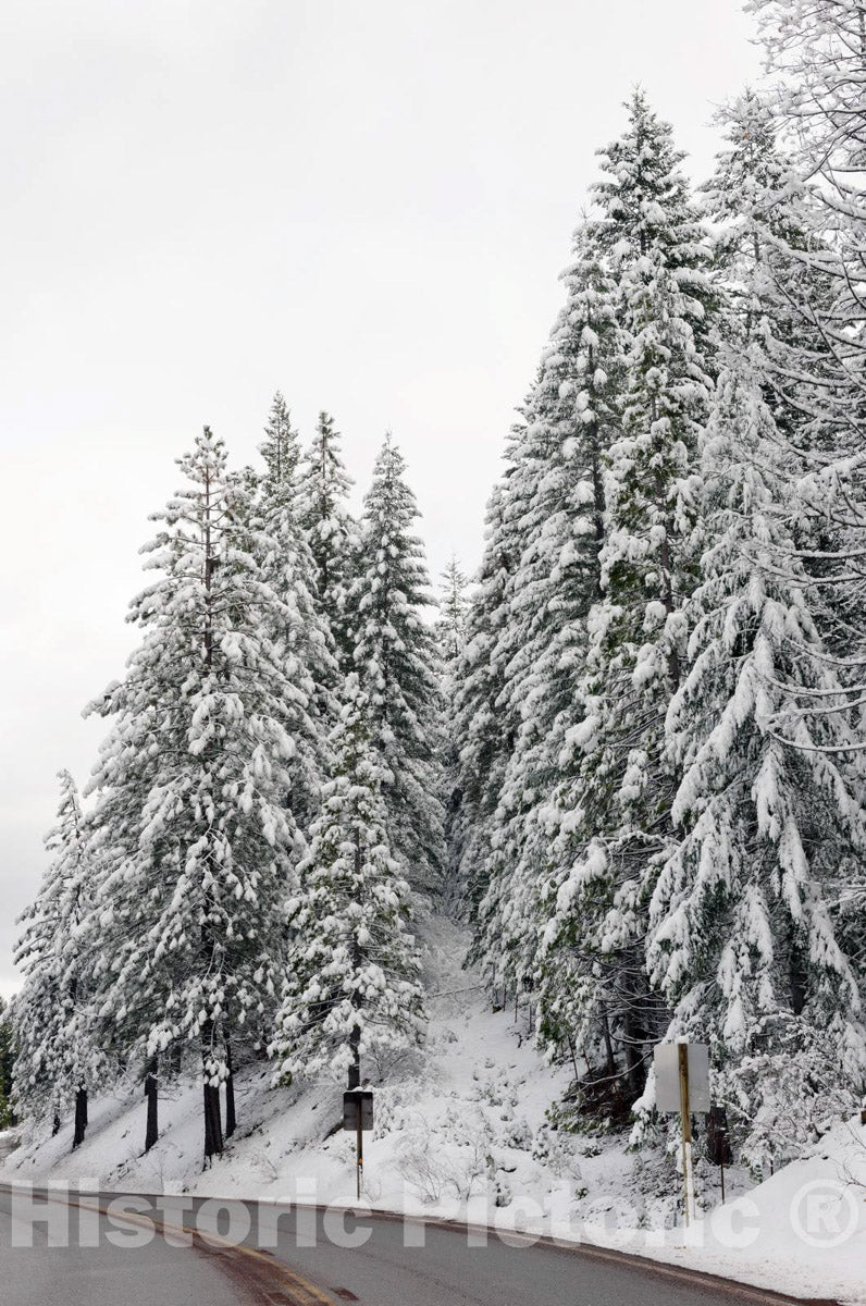 California Photo - A living sno-globe scene and winter wonderland, created by a sudden mountain blizzard along California Highway 36, south of Lassen Volcanic National Park