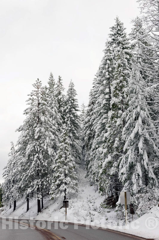 California Photo - A living sno-globe scene and winter wonderland, created by a sudden mountain blizzard along California Highway 36, south of Lassen Volcanic National Park