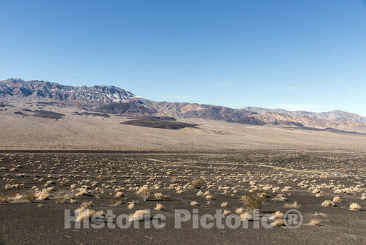 California Photo - A Few scrubby shrubs Survive on This Playa in Death Valley National Park