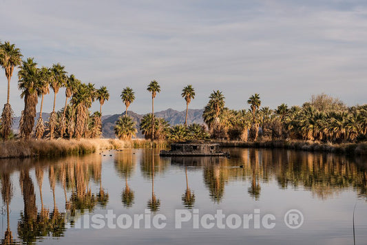 Photo - Tall Palms Surrounding an Artificial Pond Called Lake Tuendae at The Desert Studies Center at The Tiny Settlement of Zzyzx- Fine Art Photo Reporduction