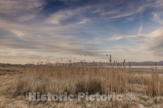 California Photo - Field of Grasses on Zzyzx Road Near Baker, California
