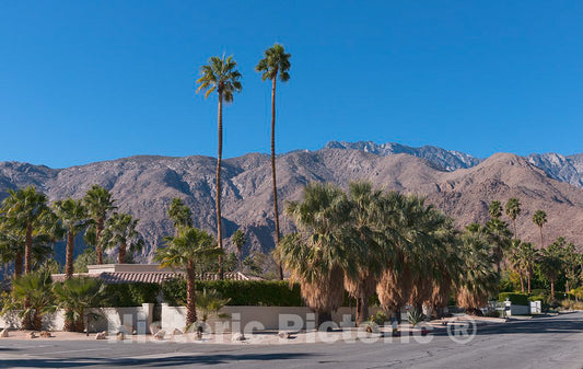 Photo - Mountain Perspective from a Tree-Filled Corner of Palm Springs, California- Fine Art Photo Reporduction