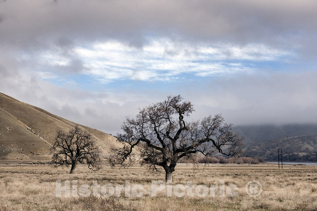 Lebec, CA Photo - Trees on a Ranch Along Interstate 5 Near California's Fort Tejon State Park