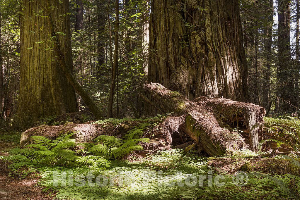 California Photo - Redwood Scene in Northern California