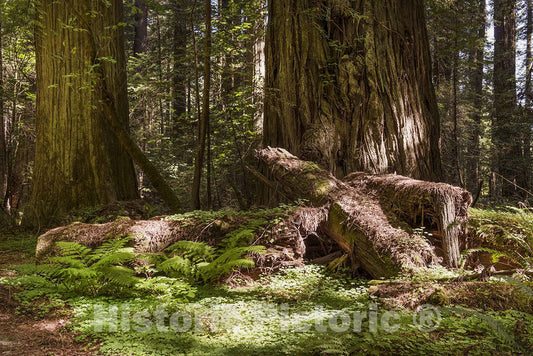 California Photo - Redwood Scene in Northern California