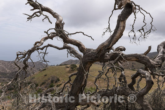 Santa Catalina, CA Photo - Santa Catalina Island, a rocky island off the coast of California