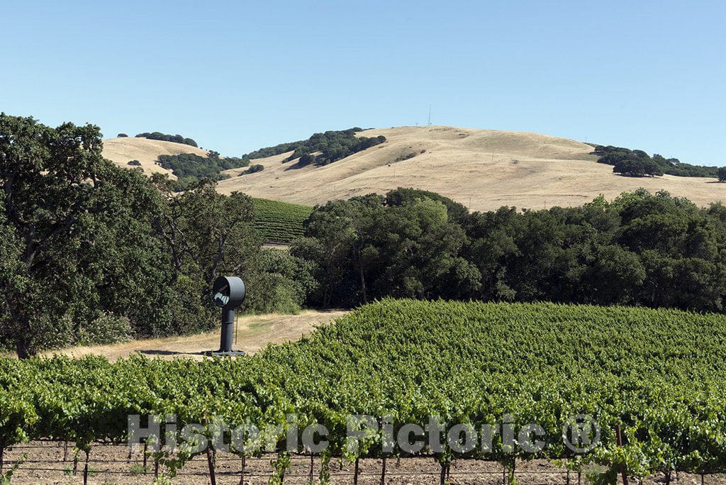 California Photo - Vineyards in Central California