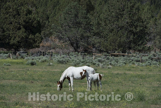 California Photo - Scenic View: Horses in Northeast California
