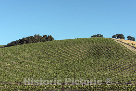 California Photo - View of Vineyards from Route 46 in The Central Valley of California