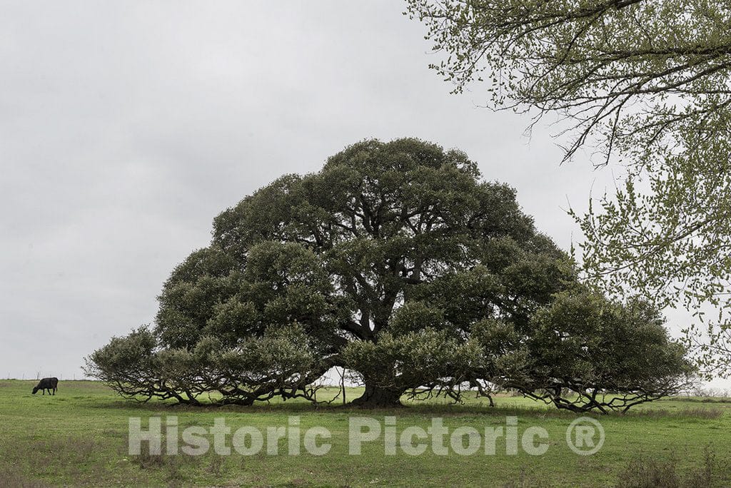 Schulenburg, TX Photo - Iconic, Low-Hanging TX Tree Near The Town of Schulenburg in Fayette County, TX