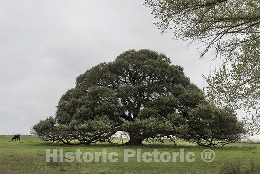 Schulenburg, TX Photo - Iconic, Low-Hanging TX Tree Near The Town of Schulenburg in Fayette County, TX