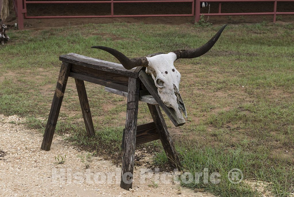 Austin County, TX Photo - Cow-skull sawhorse at the 1,800-acre Lonesome Pine Ranch, a working cattle ranch near Chappell Hill in Austin County, TX -