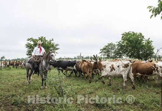 Austin County, TX Photo - Cowhands Drive The 200-head Longhorn Herd at The 1,800-acre Lonesome Pine Ranch, Near Chappell Hill in Austin County, TX
