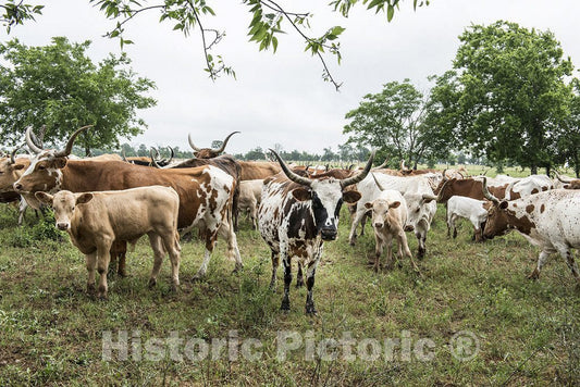 Austin County, TX Photograph - Part of The 200-head Longhorn Herd at The 1,800-acre Lonesome Pine Ranch, a Working Cattle Ranch Resort Near Chappell Hill in Austin County, TX.