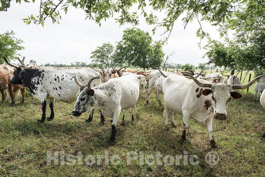 Austin County, TX Photograph - Part of the 200-head longhorn herd at the 1,800-acre Lonesome Pine Ranch, a working cattle ranch resort near Chappell Hill in Austin County, TX.