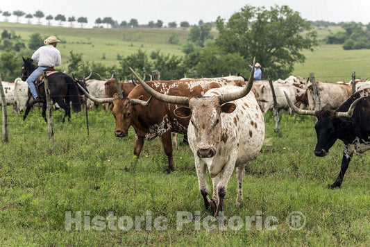 Austin County, TX Photo - TX Longhorns on The Move at The 1,800-acre Lonesome Pine Ranch, a Working Cattle Ranch Near Chappell Hill in Austin County, TX -