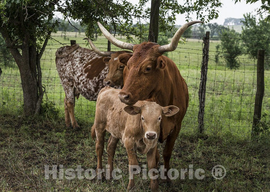 Austin County, TX Photo - Mother Longhorn and her Calf at The 1,800-acre Lonesome Pine Ranch, a Working Cattle Ranch Near Chappell Hill in Austin County, TX -