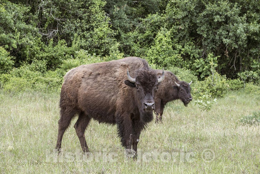 Austin County, TX Photograph - American bison at the 1,800-acre Lonesome Pine Ranch, a working cattle ranch that is part of the TX Ranch Life ranch resort near Chappell Hill in Austin County, TX