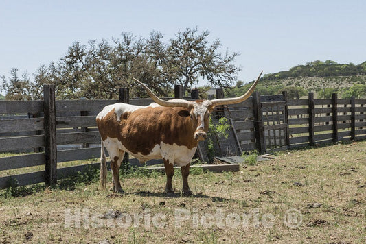 Boerne, TX Photograph - TX Longhorn Steer at The Enchanted Springs Ranch, an Old West Theme Park, Special-Events Venue, in Boerne, TX, Northwest of San Antonio