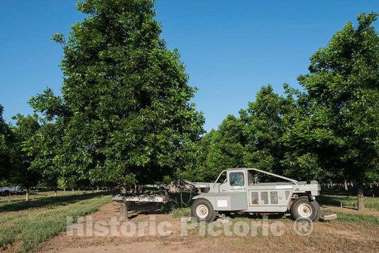 Photo- Owner Tim Montz maneuvers a Tree-Shaking Machine That Grabs one of his Pecan Shed Farms' 25,000 Trees in The company's vast Orchard in The Farming Town of Charlie