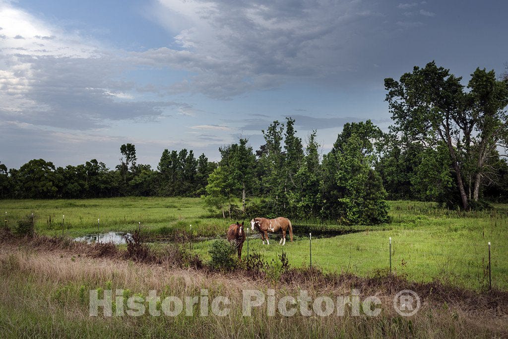 Cleveland, TX Photo - Two Horses Stand amid Lush surroundings Near Cleveland in Liberty County, TX