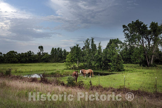 Cleveland, TX Photo - Two Horses Stand amid Lush surroundings Near Cleveland in Liberty County, TX