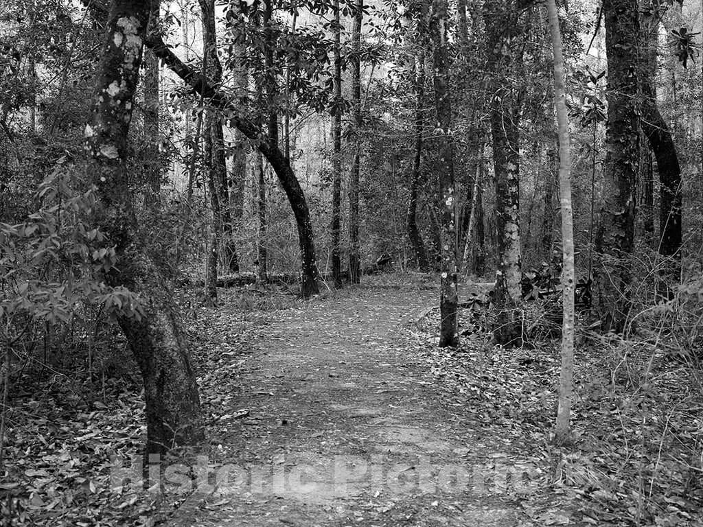 Photo- Path Through The Polk County Portion of Big Thicket National Preserve, a U.S 1 Fine Art Photo Reproduction