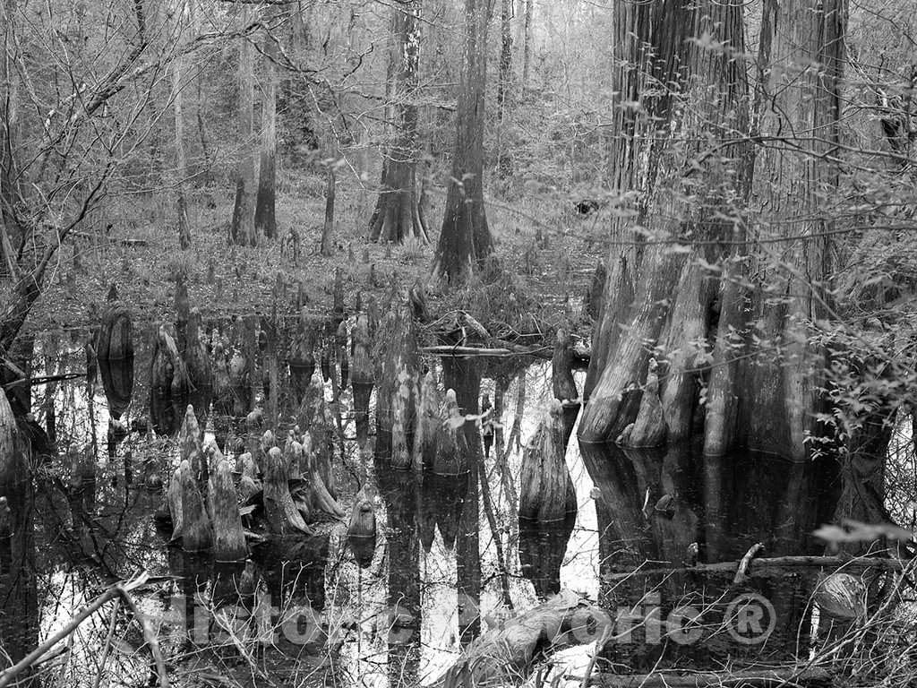 Photo- Swampy Section in The Polk County Portion of Big Thicket National Preserve, a U.S 1 Fine Art Photo Reproduction