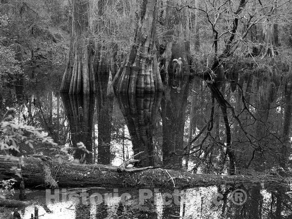 Photo- Swampy Section in The Polk County Portion of Big Thicket National Preserve, a U.S 2 Fine Art Photo Reproduction