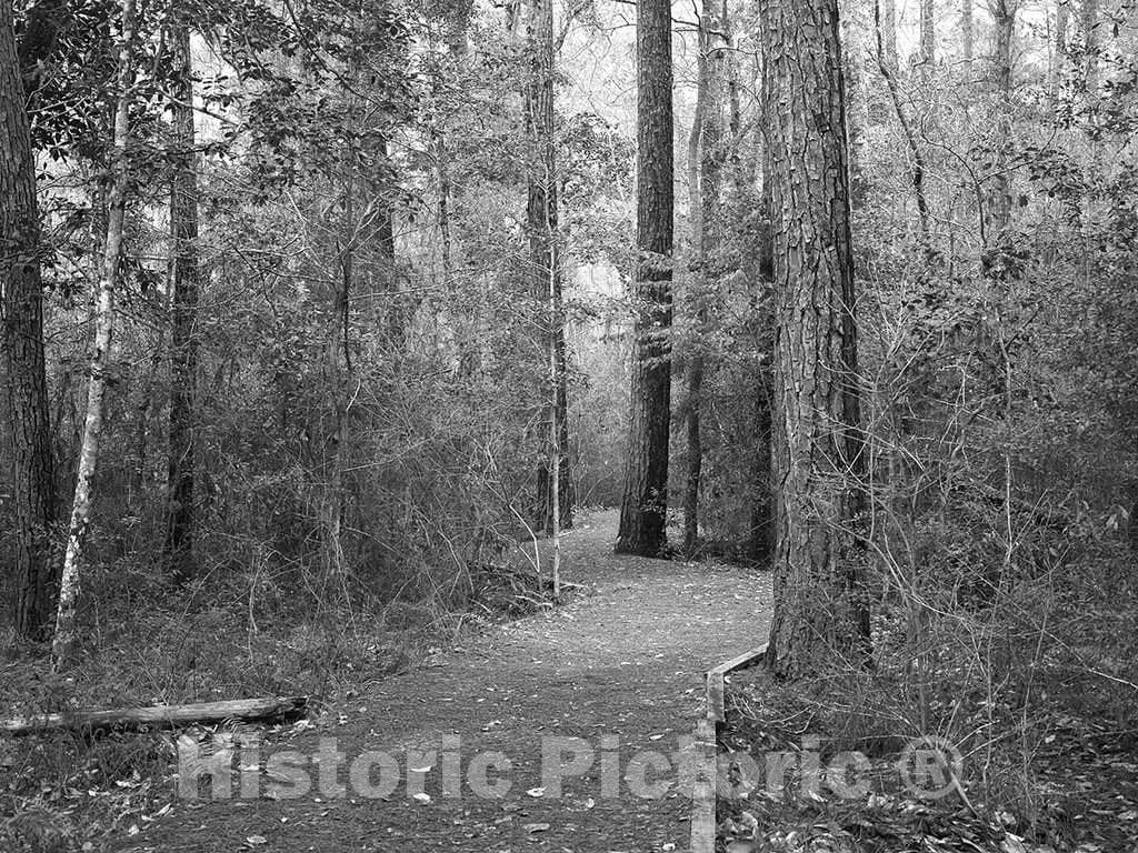 Photo- Path Through The Polk County Portion of Big Thicket National Preserve, a U.S 2 Fine Art Photo Reproduction