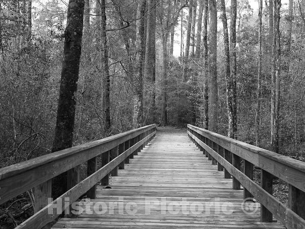 Photo- Planked Pathway Through The Polk County Portion of Big Thicket National Preserve, a U.S 1 Fine Art Photo Reproduction