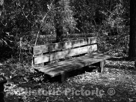 Photo- Park Bench for Resting Along a Path Through The Polk County Portion of Big Thicket National Preserve, a U.S 2 Fine Art Photo Reproduction