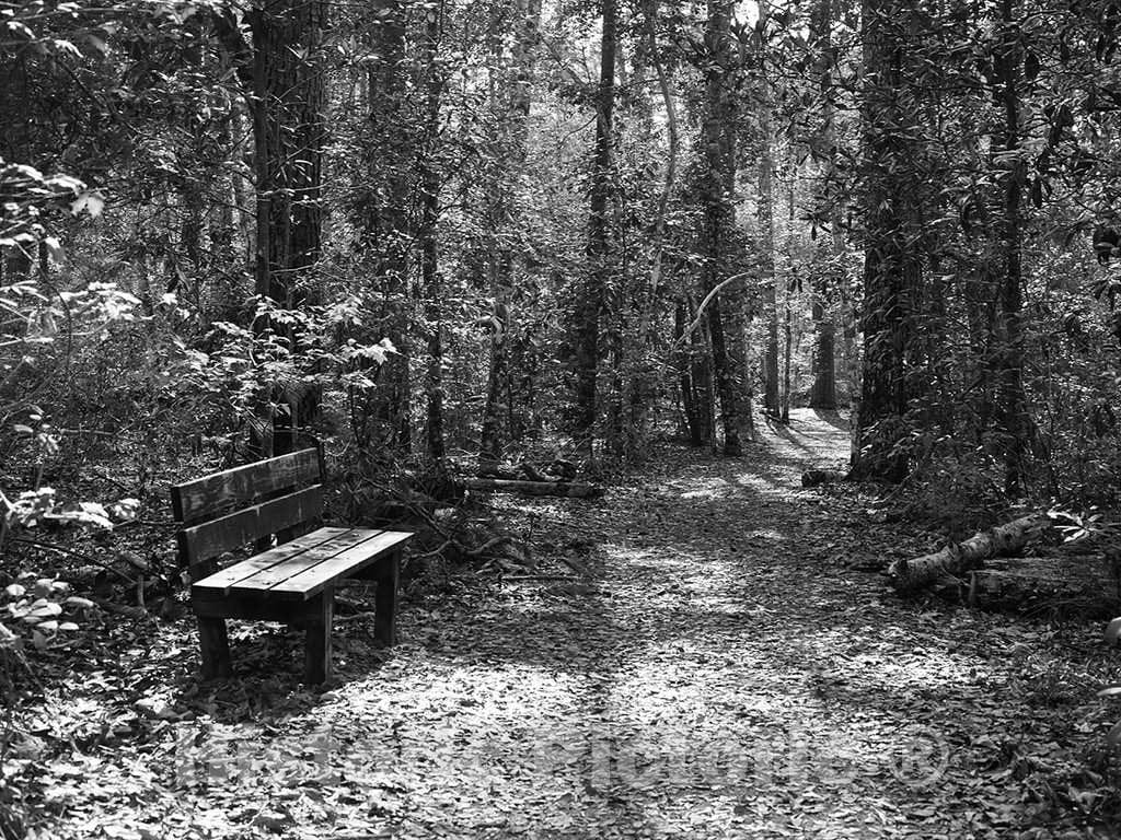Photo- Park Bench for Resting Along a Path Through The Polk County Portion of Big Thicket National Preserve, a U.S 3 Fine Art Photo Reproduction