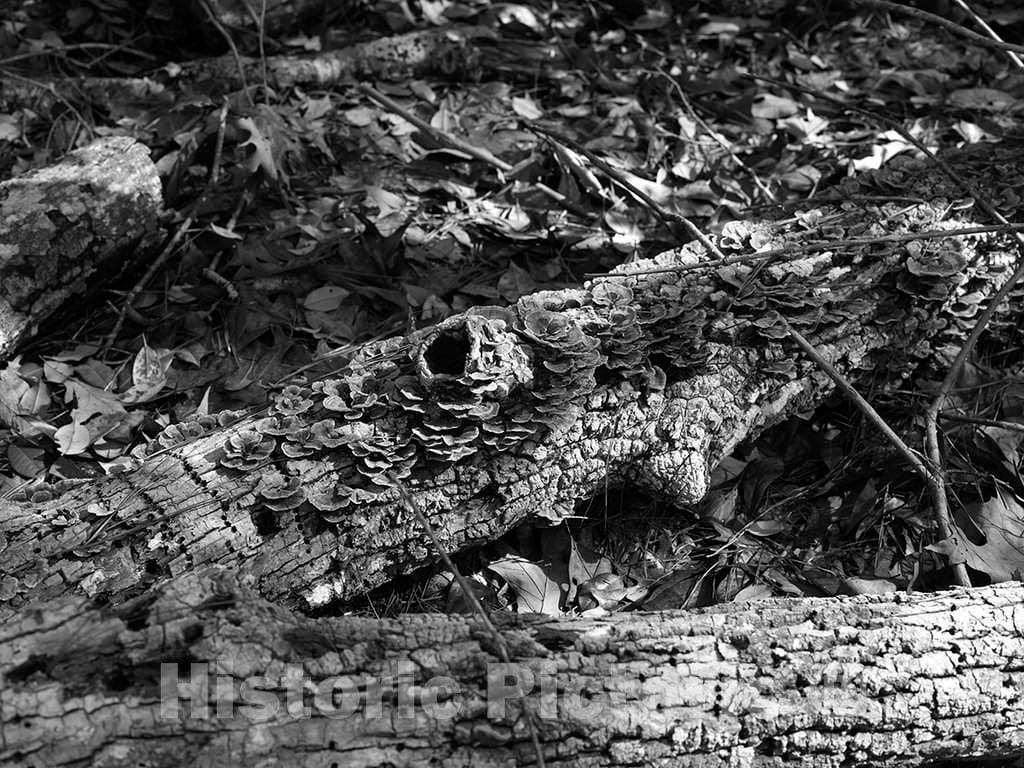 Photo - Remains of a fallen branch in the Polk County portion of Big Thicket National Preserve, a U.S- Fine Art Photo Reporduction