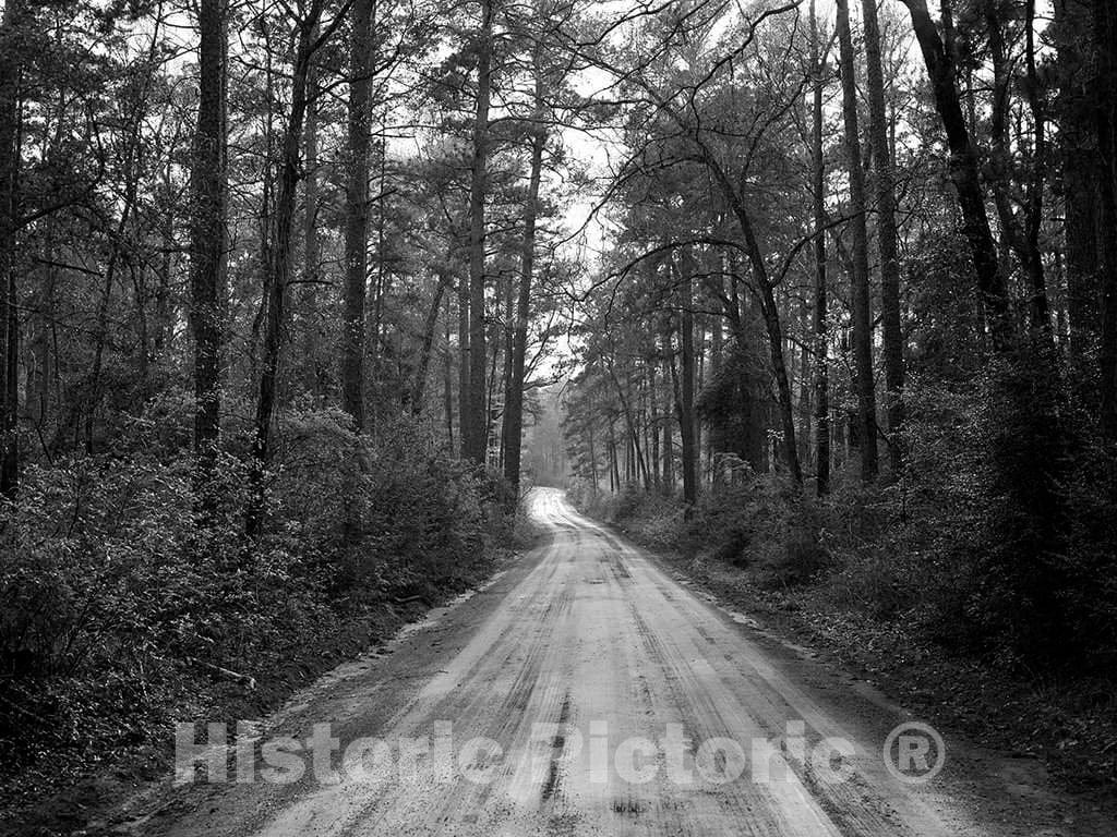 Photo - Dirt road through the Polk County portion of Big Thicket National Preserve, a U.S- Fine Art Photo Reporduction