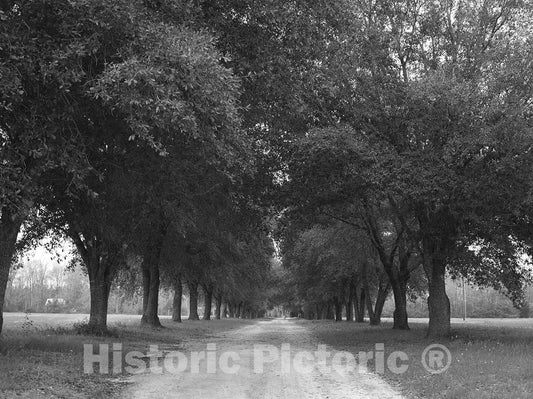 Polk County, TX Photo - Canopied Dirt Road Through The Polk County Portion of Big Thicket National Preserve