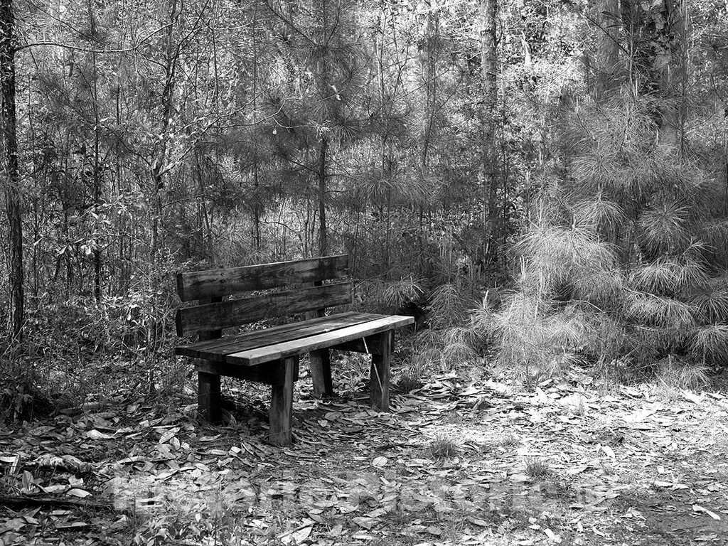 Photo- Park Bench for Resting Along a Path Through The Polk County Portion of Big Thicket National Preserve, a U.S 4 Fine Art Photo Reproduction