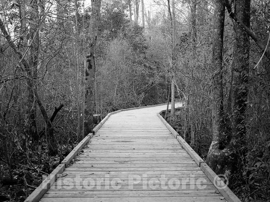 Photo- Planked Pathway Through The Polk County Portion of Big Thicket National Preserve, a U.S 2 Fine Art Photo Reproduction