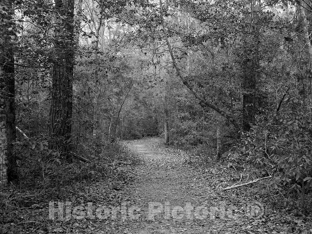 Photo- Path Through The Polk County Portion of Big Thicket National Preserve, a U.S 3 Fine Art Photo Reproduction