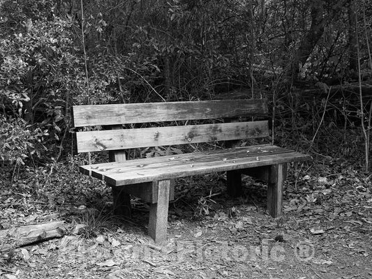 Photo- Park Bench for Resting Along a Path Through The Polk County Portion of Big Thicket National Preserve, a U.S 5 Fine Art Photo Reproduction