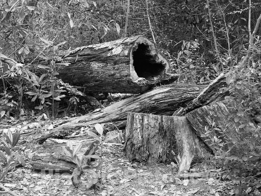 Photo - Fallen tree in the Polk County portion of Big Thicket National Preserve, a U.S- Fine Art Photo Reporduction