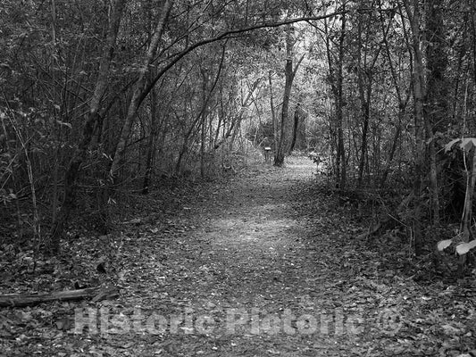 Photo- Path Through The Polk County Portion of Big Thicket National Preserve, a U.S 4 Fine Art Photo Reproduction