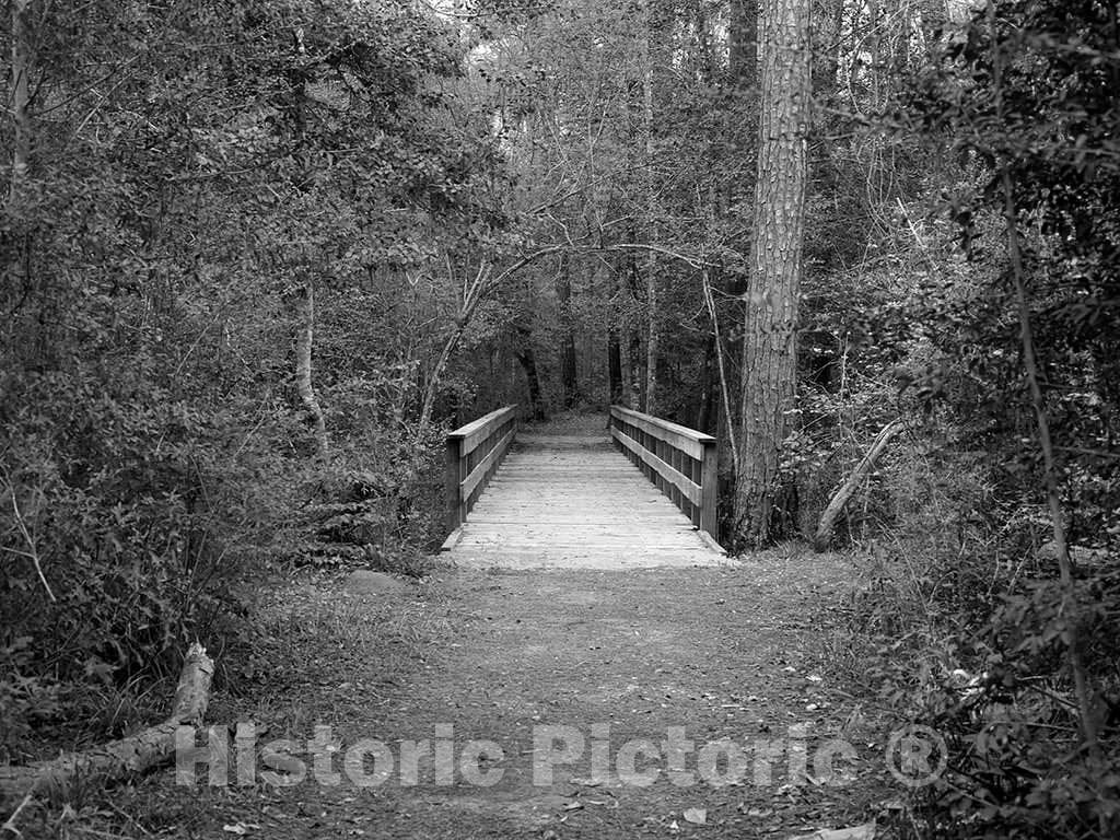 Photo - Dirt and planked Pathway Through The Polk County Portion of Big Thicket National Preserve, a U.S- Fine Art Photo Reporduction