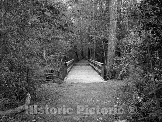 Photo - Dirt and planked Pathway Through The Polk County Portion of Big Thicket National Preserve, a U.S- Fine Art Photo Reporduction