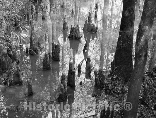 Photo- Swampy Section in The Polk County Portion of Big Thicket National Preserve, a U.S 4 Fine Art Photo Reproduction